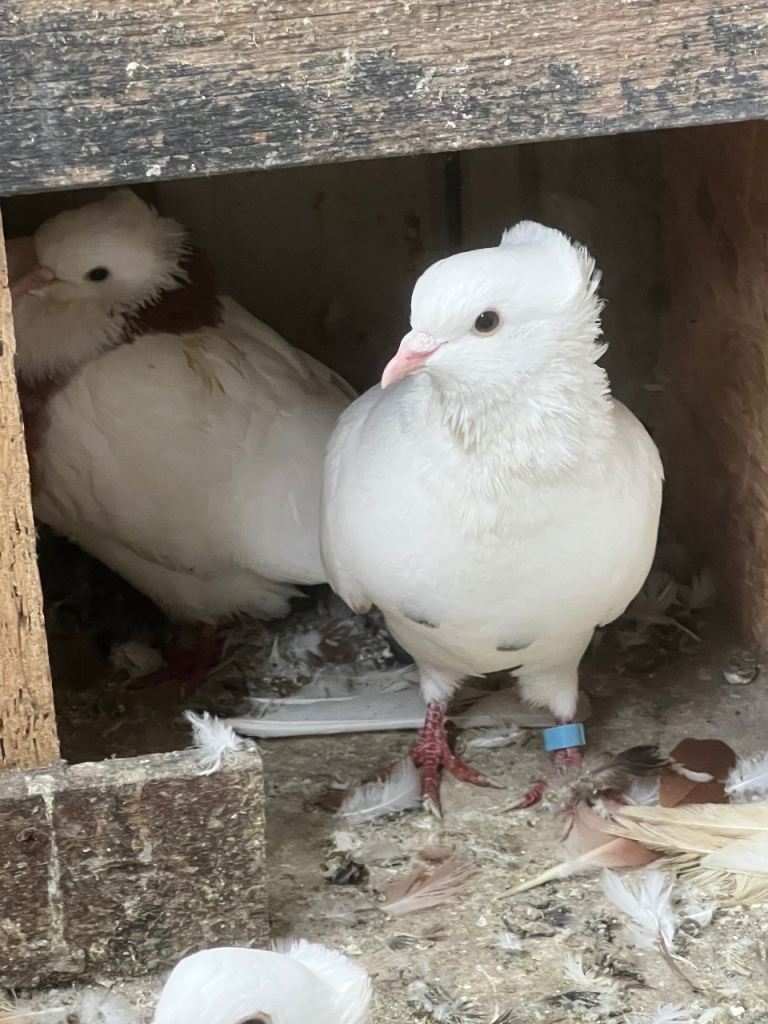 Pigeons