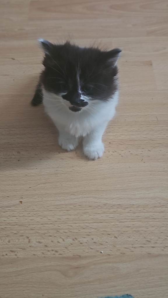 4 kittens for sale