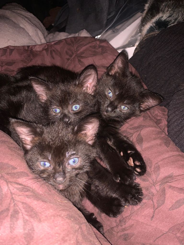 3 Black Kittens - 12 weeks old - Ready to Go!