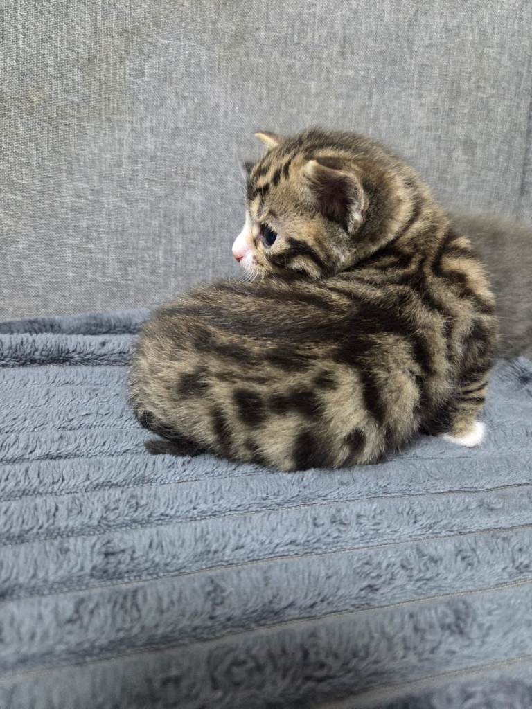 4 Adorable Kittens Ready for Their New Home 