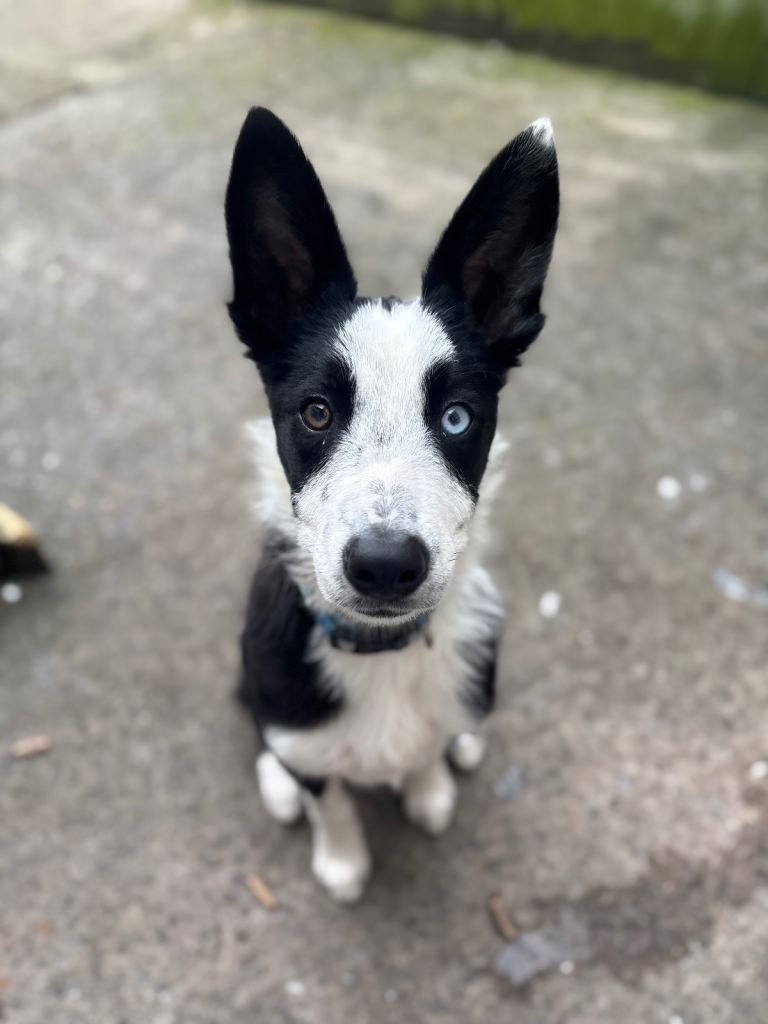 Border collie puppy