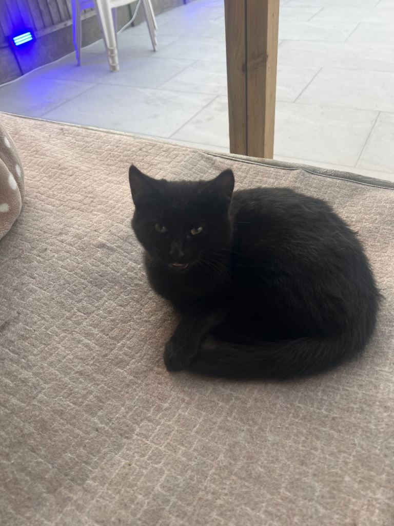 Kittens for sale