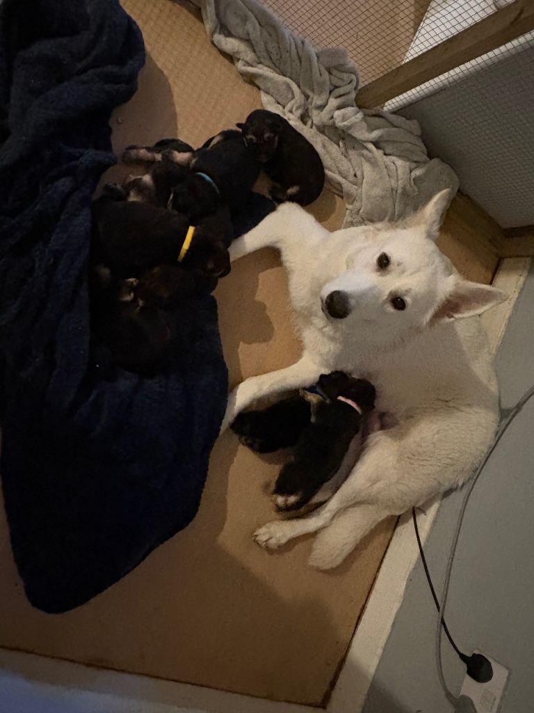 4 stunning German shepherd pups left ready now