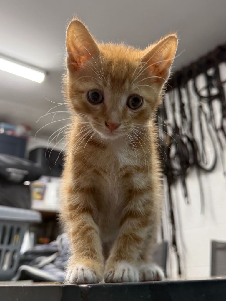 Ginger boy kitten ready to leave!!! 