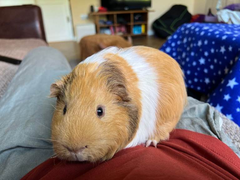 Patches needs new home - Well looked after Male 10 month old guinea pig - Will deliver