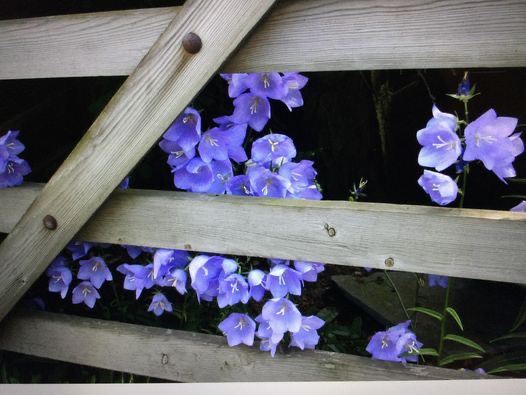 Number plate for sale BJ 1 5USE on retension 