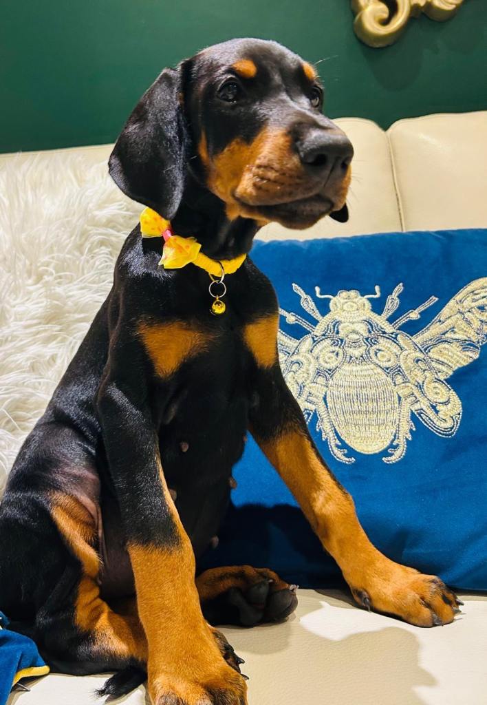 Exclusive pedigree KC Registered Dobermann puppies