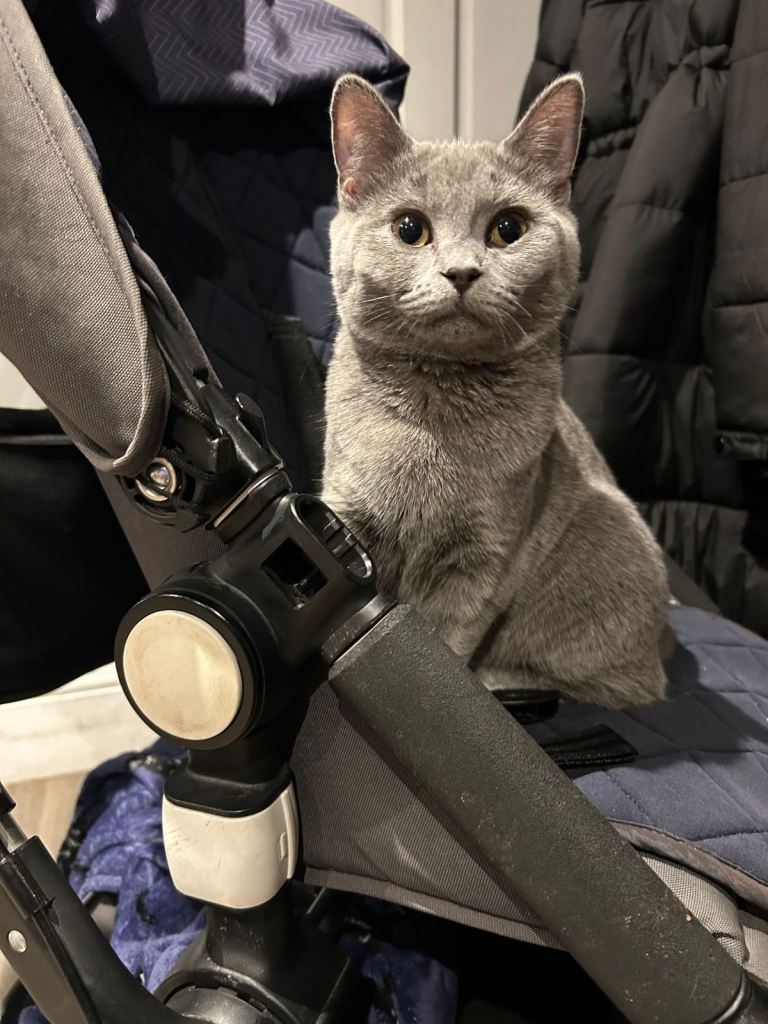 5 month old female British short hair 