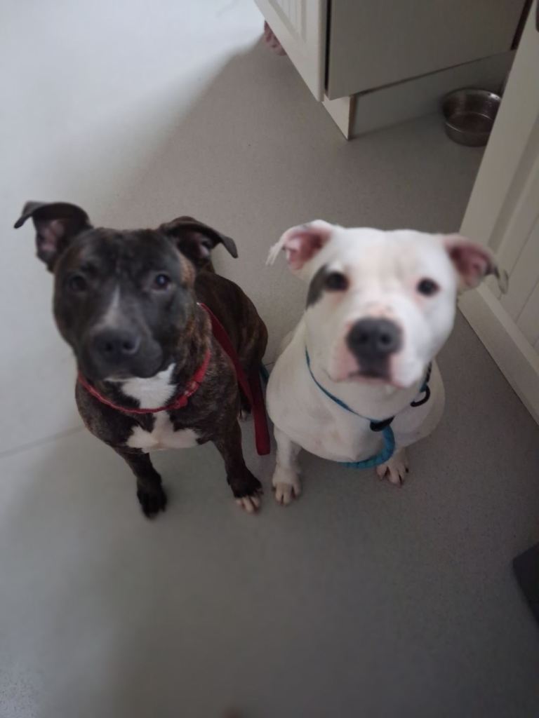 Two girl  Staffordshire bull terrier 