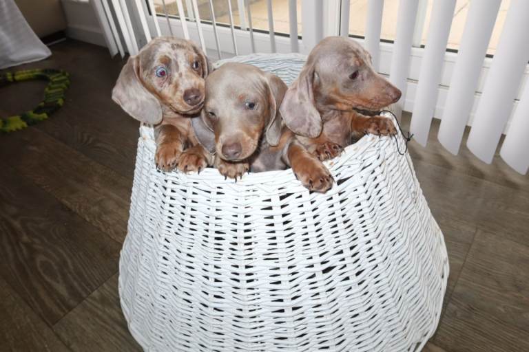 Daschund puppies 