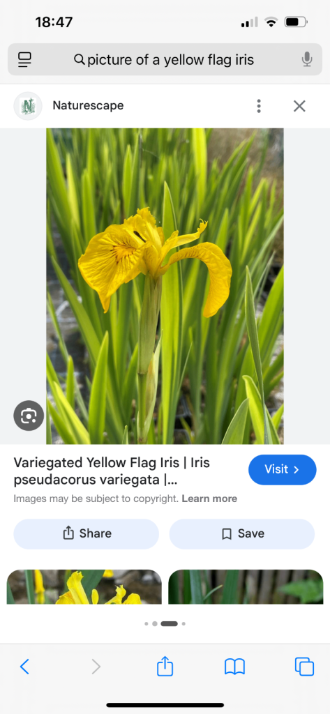 YELLOW FLAG IRIS PLANTS 