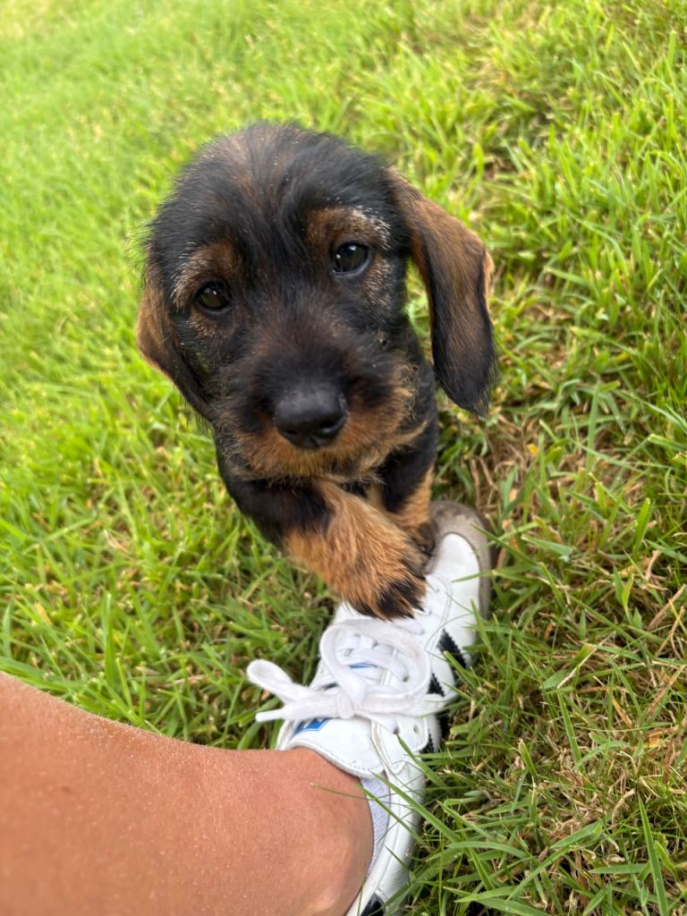 KC RED STANDARD WIRED HAIRED DACHSHUNDS 