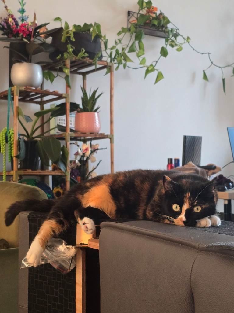 Beautiful Calico with all accessories