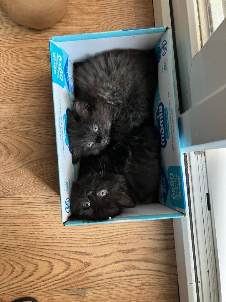 Beautiful Fluffy Chunky Black and Silver Maine Coon Cross Kittens 1 x Boy and 1 x Girl