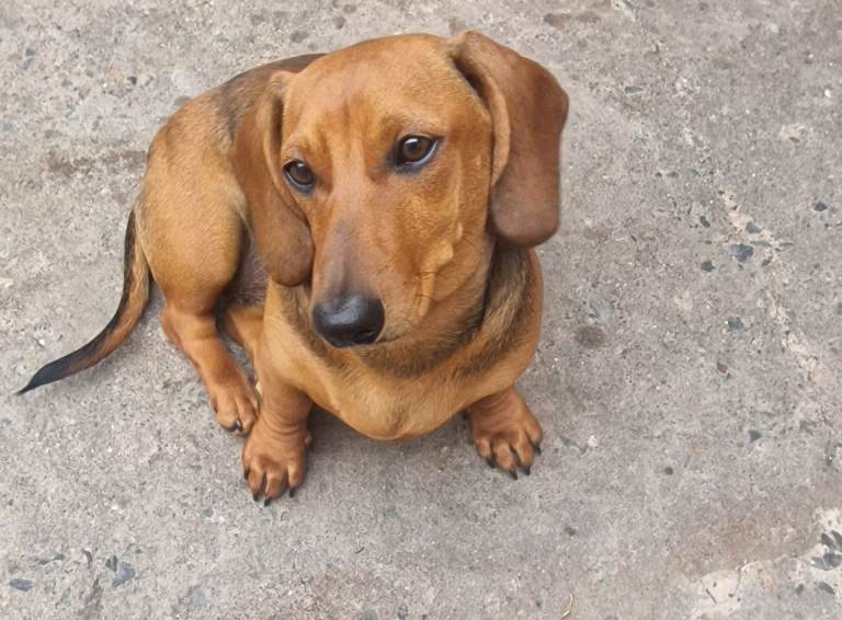 Dachshund puppy for sale 5 months old 