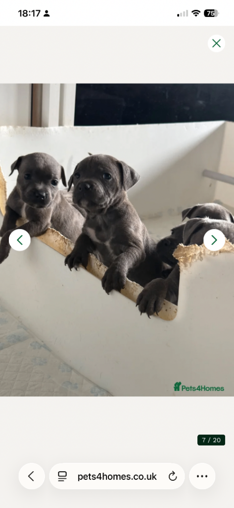 Ready to leave Thursday KC registered blue Staffordshire Bull Terrier Pups