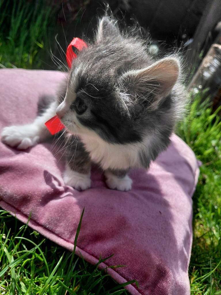 Grey female kitten