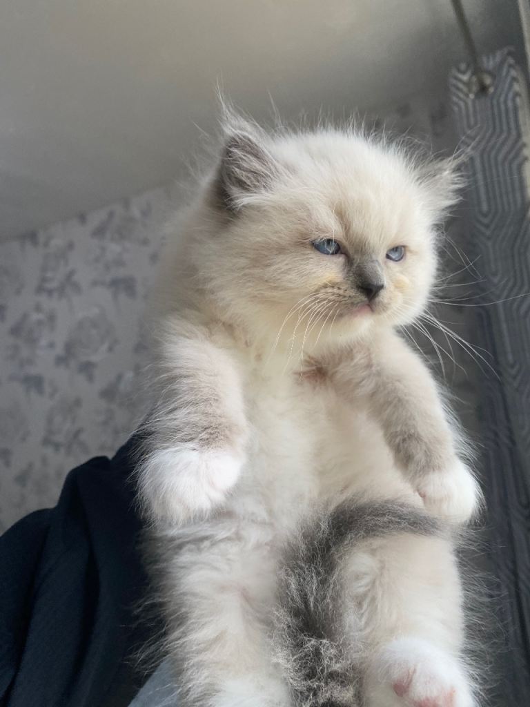 Kittens for sale 