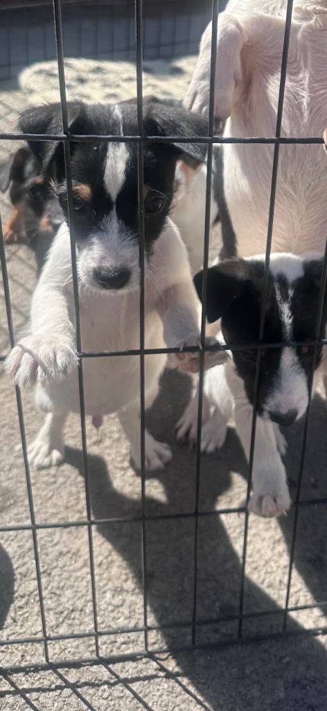 Stunning litter of jack Russell puppies