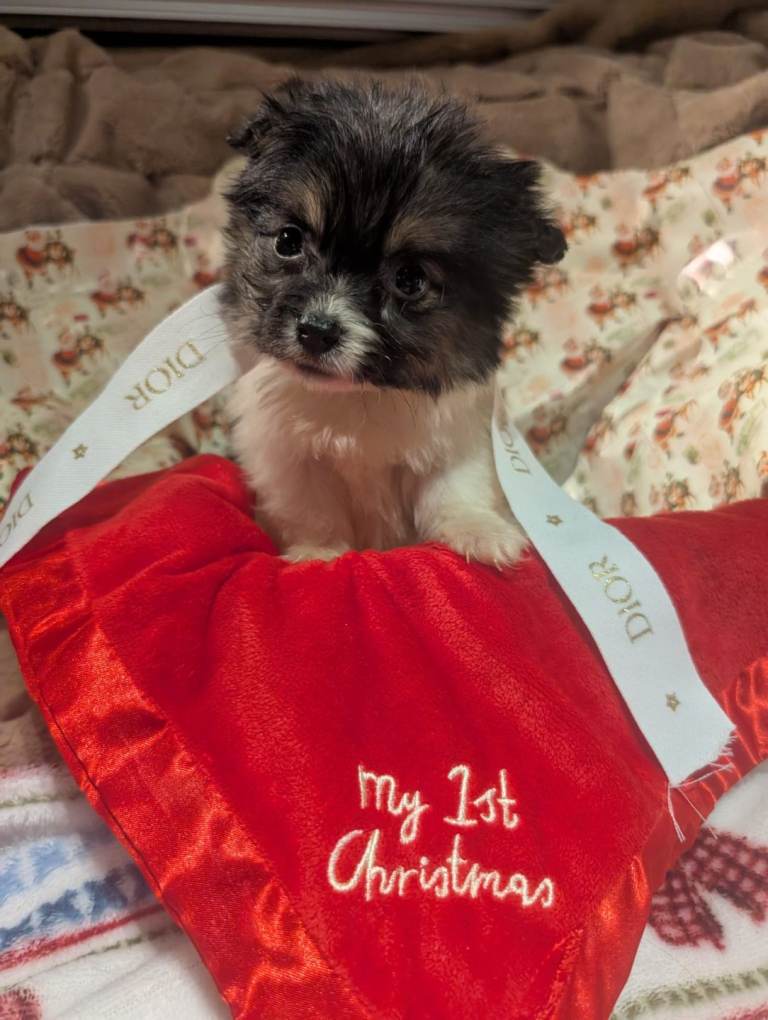 Tiny biewer terrier puppies 