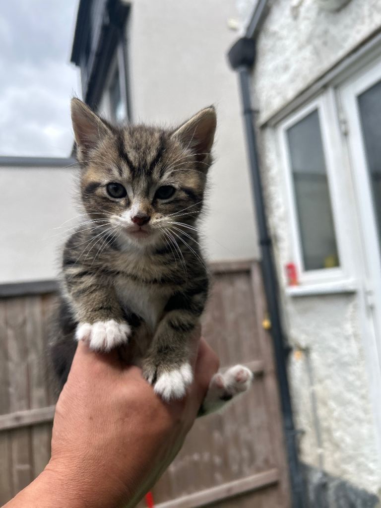 Baby kittens