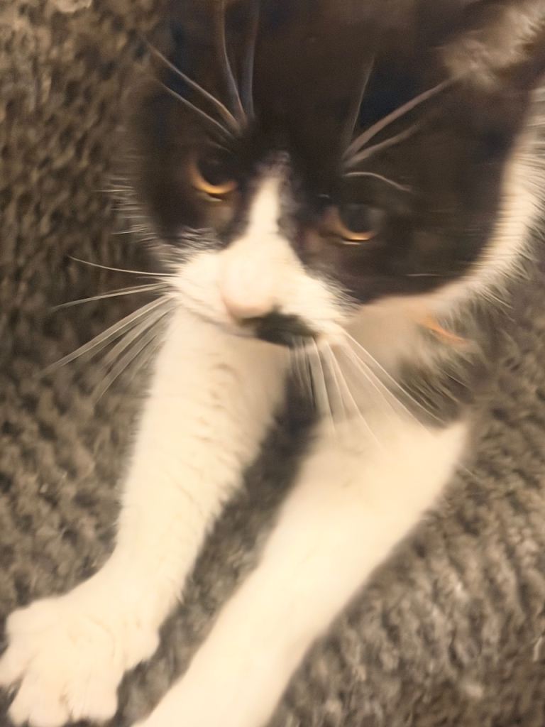 Mature cat Looking for a loving home 