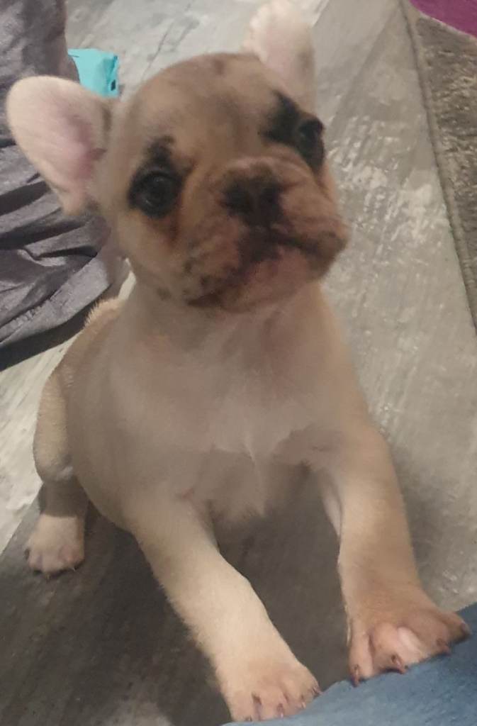   1xFrench bulldogs for sale  ready to leave 