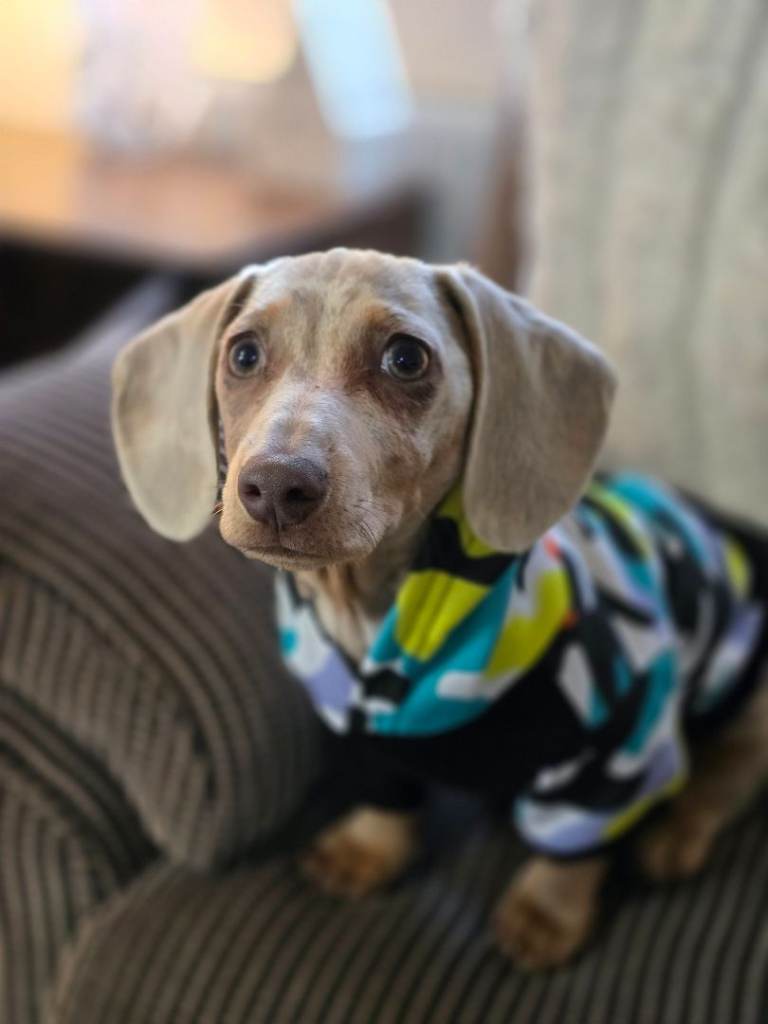 Isabella dapple male miniature dachshund 