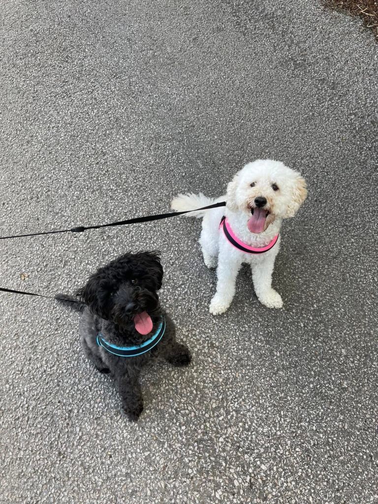 Rehoming - Molly & Arlo