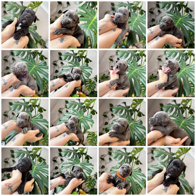 Staffordshire bull terrier puppies