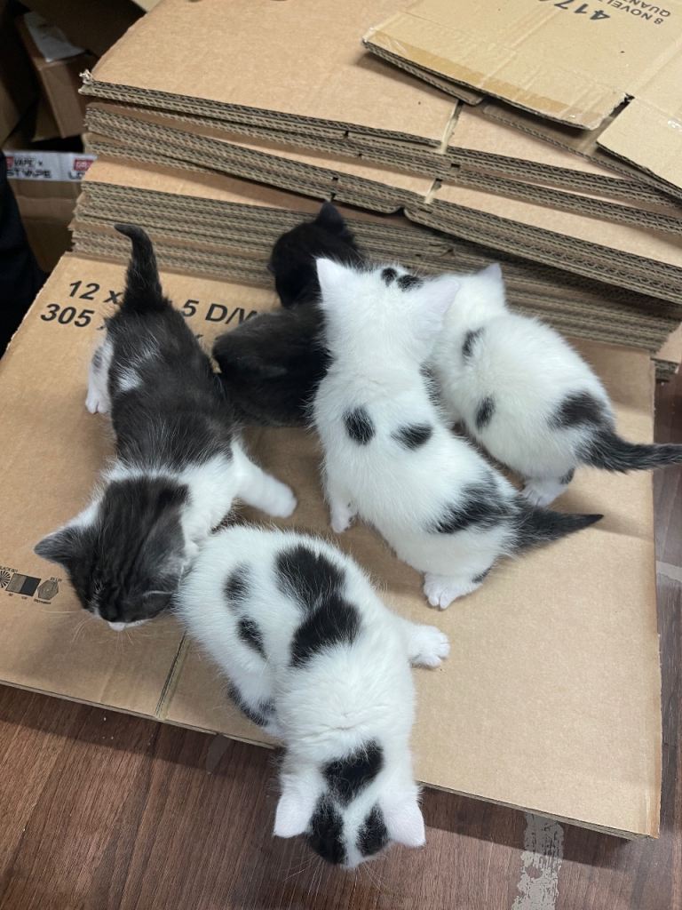 5 Gorgeous kittens for sale!