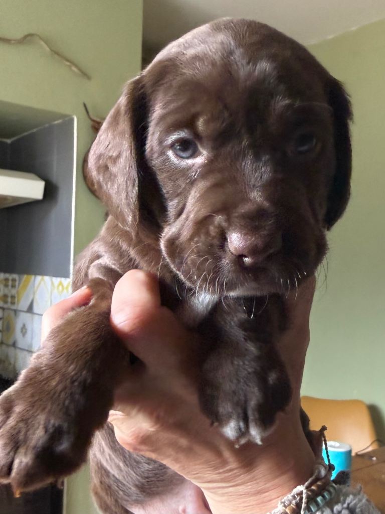 Beautiful black and brown Patterdale x cocker puppies 