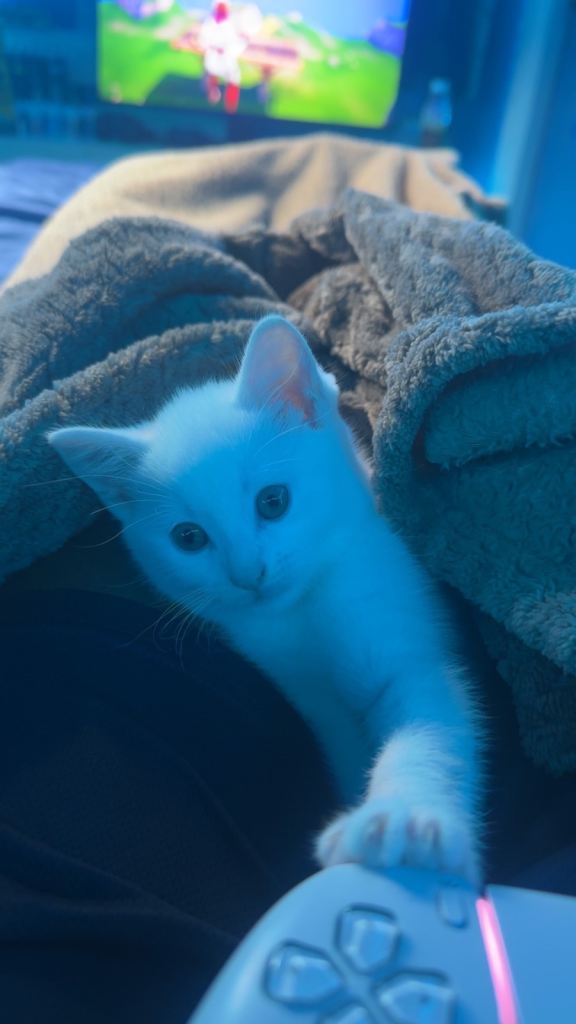Stunning beautiful white kitten for sale 