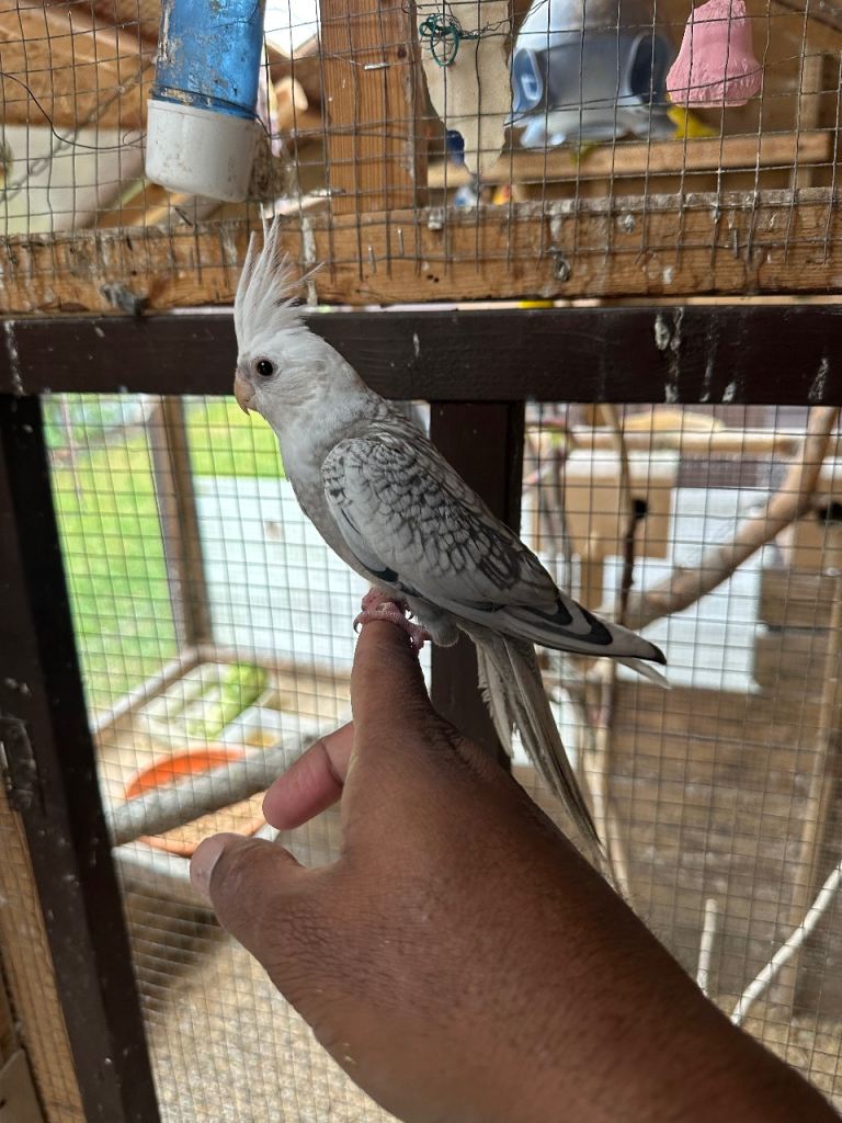 Young Tamed Cockatiels