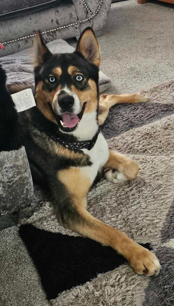 Shepsky