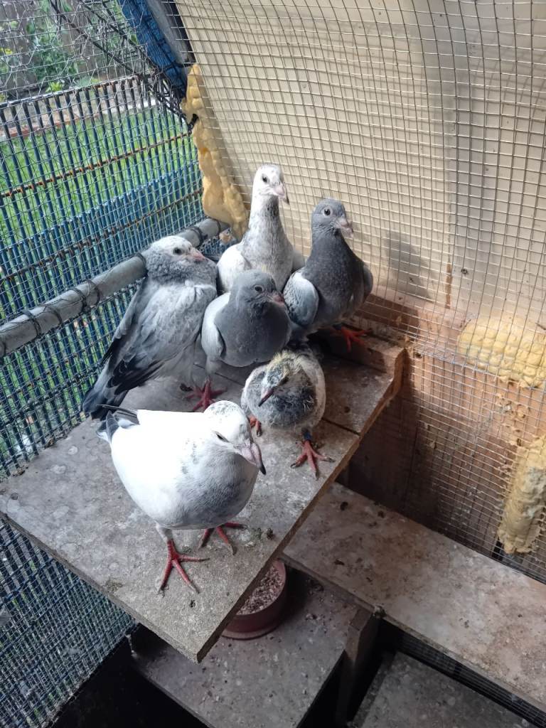 Pigeon