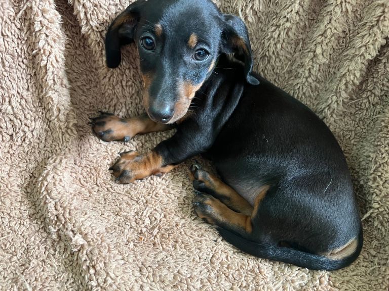 Adorable miniature Dachsund Puppies 