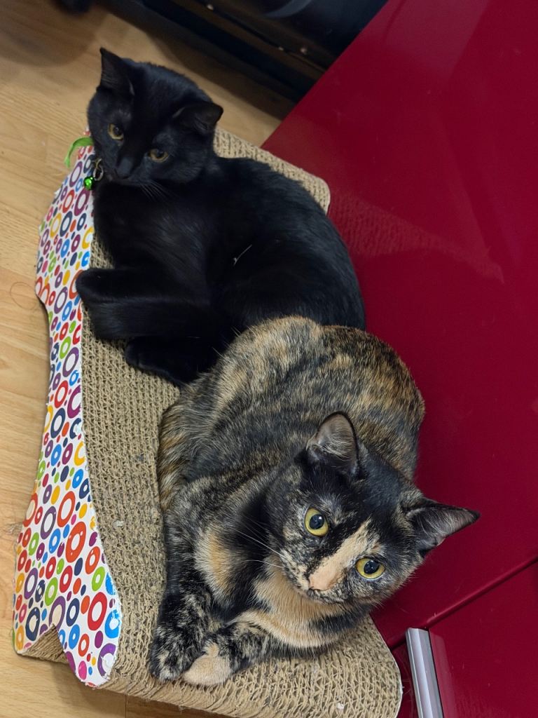 Kittens Available – Vaccinated & Microchipped – Ready Now