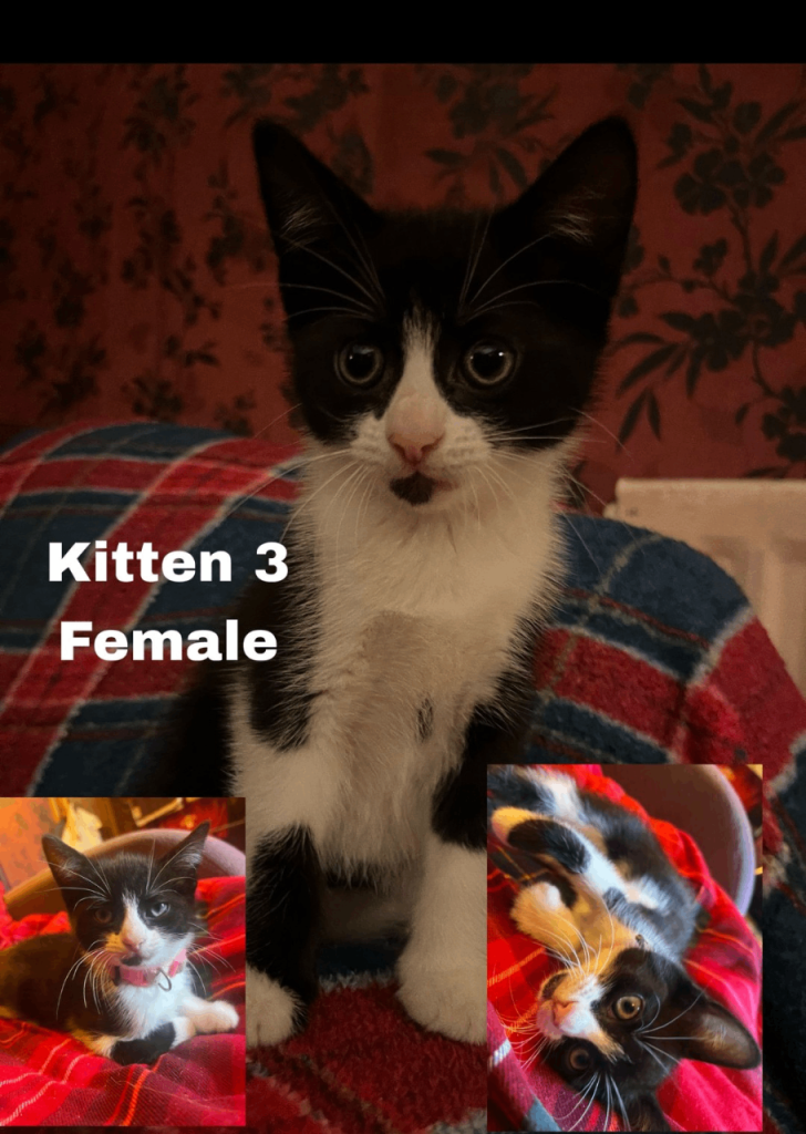 9 week old playful kittens.