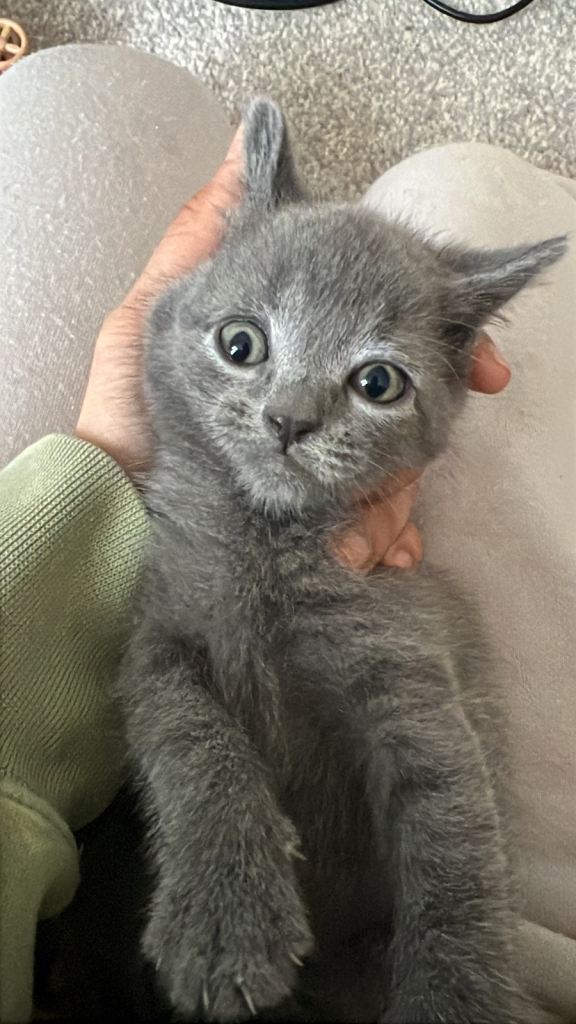 Half blue British short hair kittens for sale 