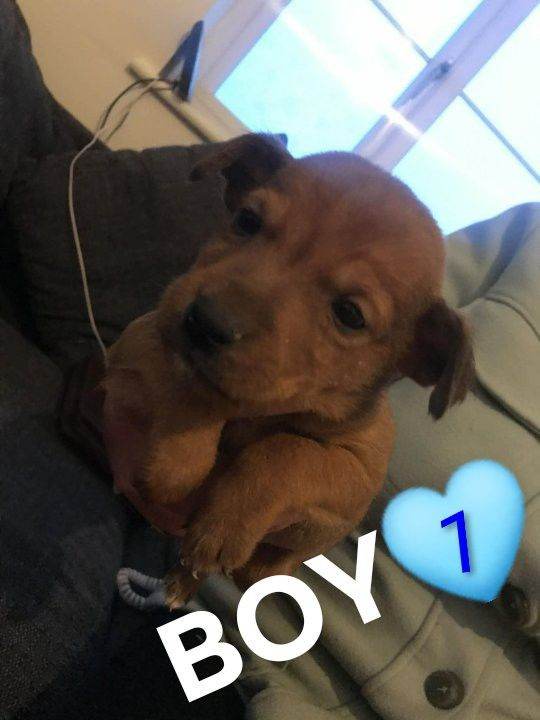 Jack Russell puppies