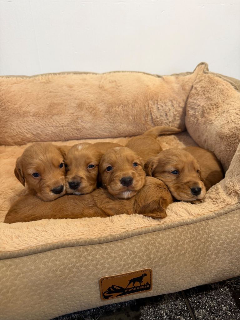 Cocker Spaniel Puppies