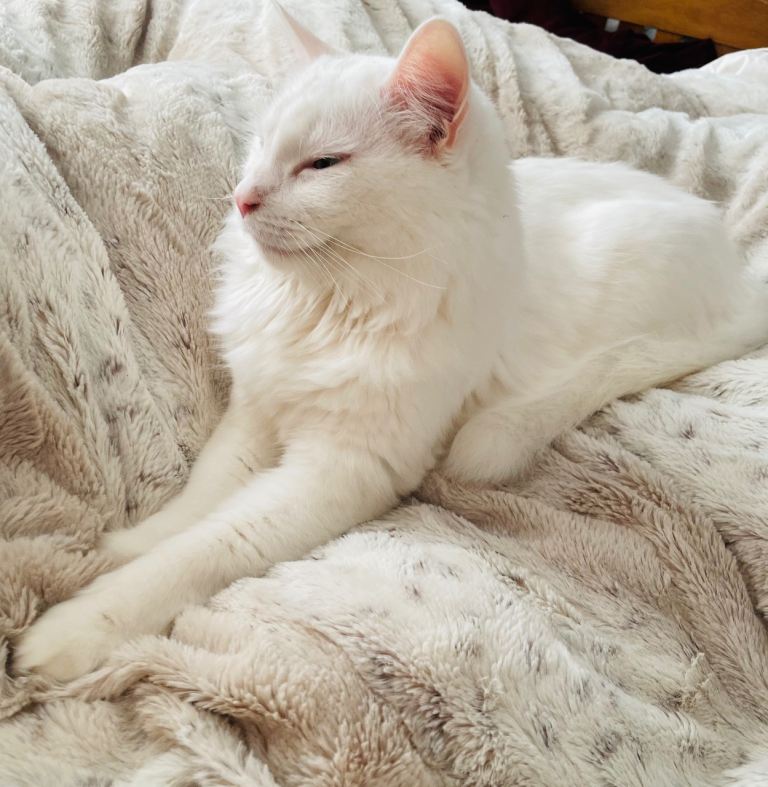 🐾 Loving Home Needed for Simba 🐾