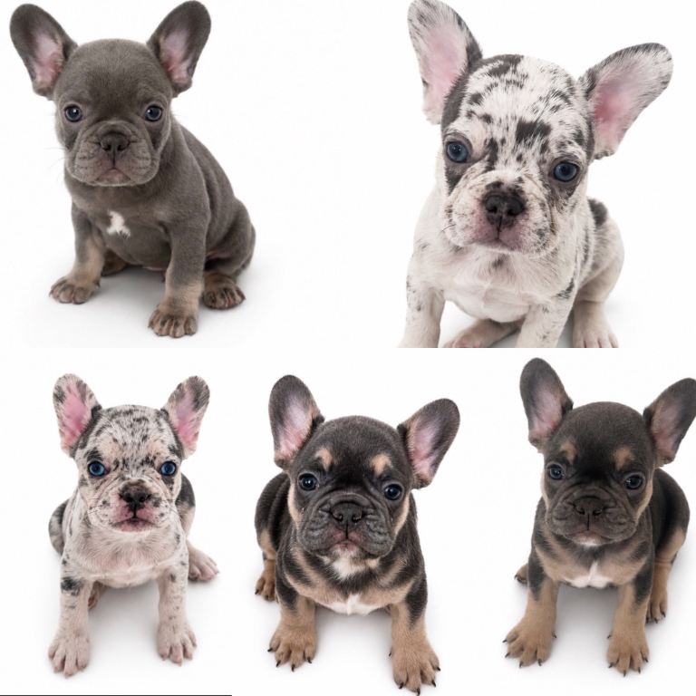 Quality French Bulldog Registered puppies
