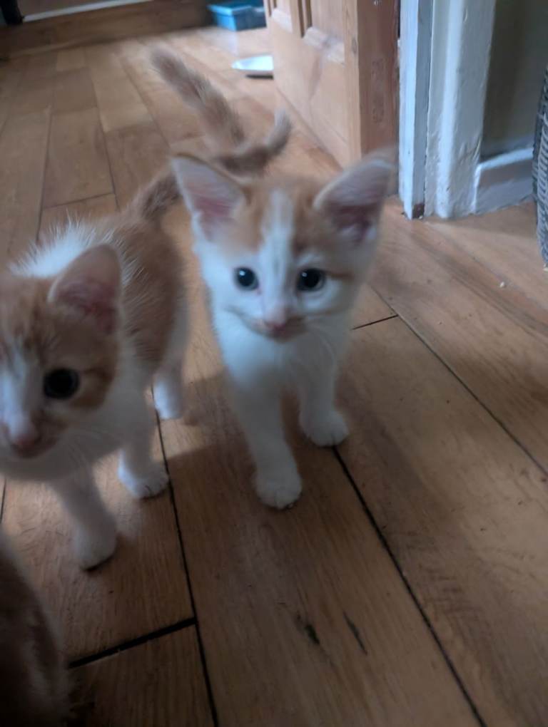Female kittens