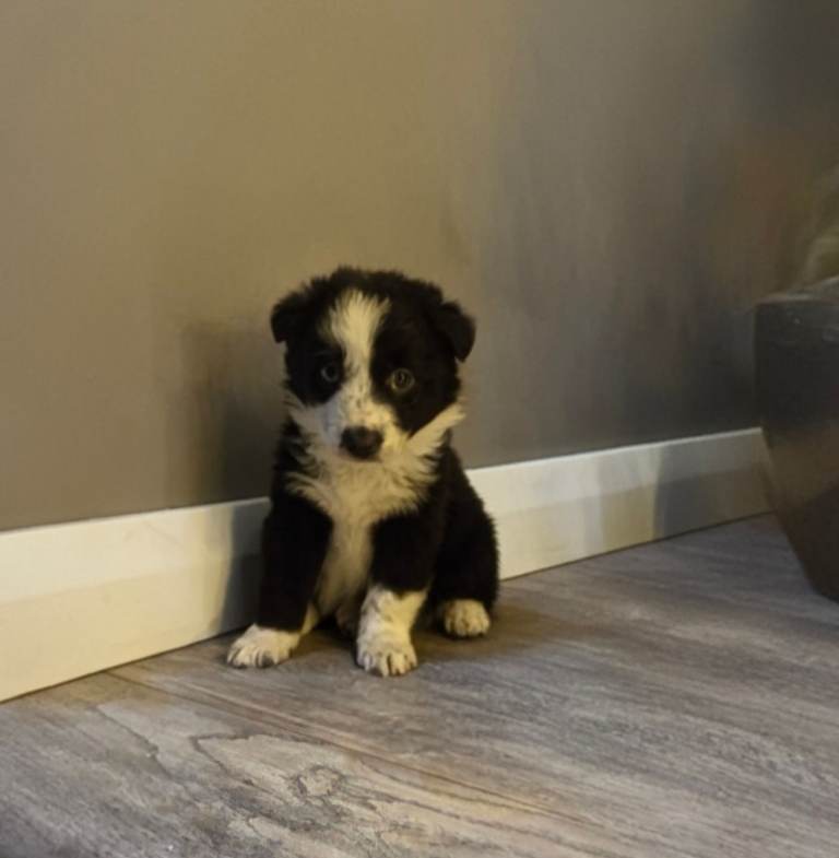 ⭐️Top Class Collie Pups for Sale ⭐️