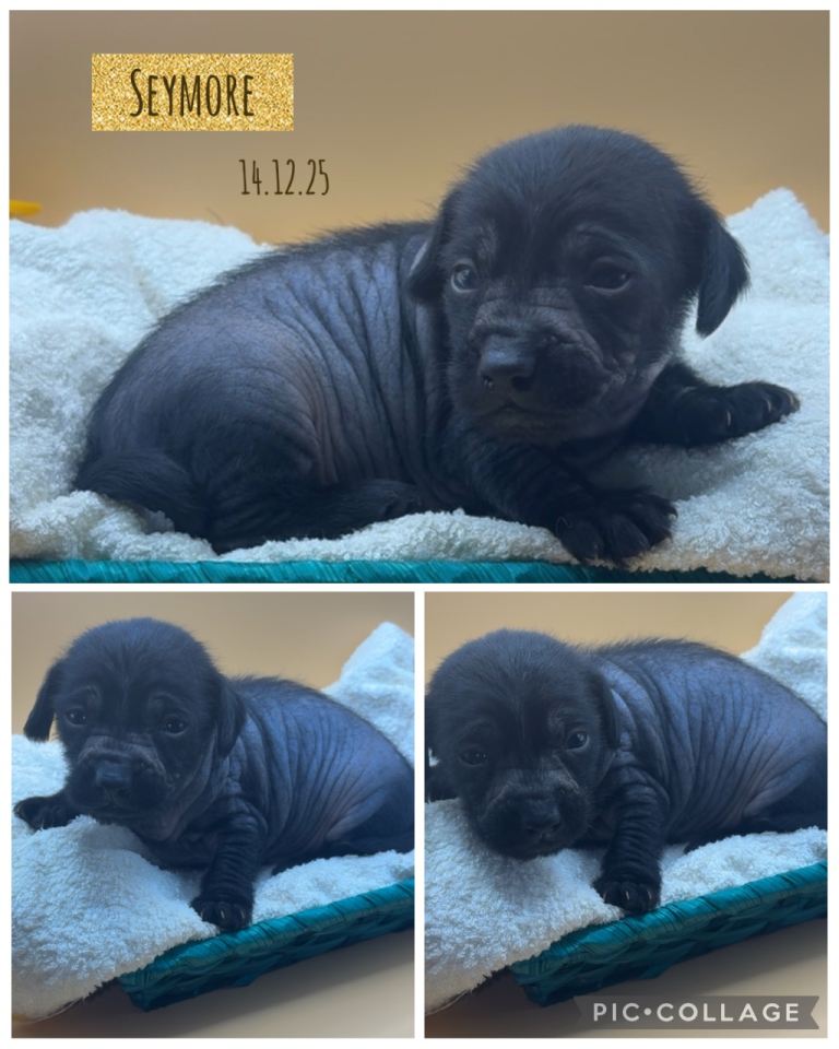 Miniature dachshund x Chinese crested 