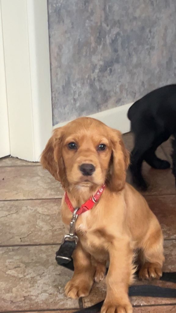 Cocker spaniel pups
