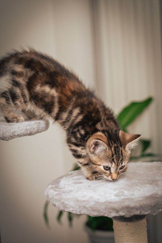 Adorable Kitten Looking for a Loving Home