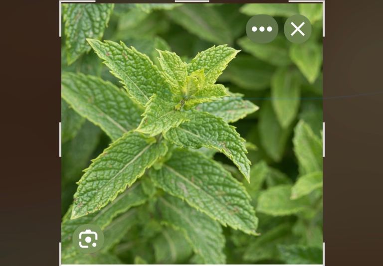 Fresh mint